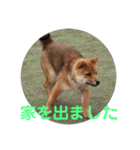 柴犬ネル vol.3（個別スタンプ：5）