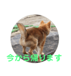 柴犬ネル vol.3（個別スタンプ：6）