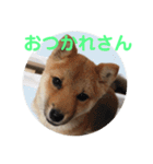 柴犬ネル vol.3（個別スタンプ：9）