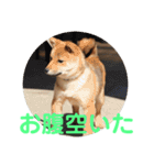 柴犬ネル vol.3（個別スタンプ：10）