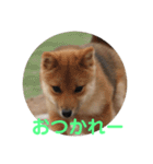 柴犬ネル vol.3（個別スタンプ：12）