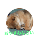 柴犬ネル vol.3（個別スタンプ：15）