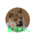 柴犬ネル vol.3（個別スタンプ：19）