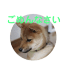 柴犬ネル vol.3（個別スタンプ：21）