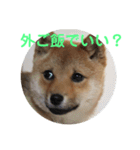 柴犬ネル vol.3（個別スタンプ：25）