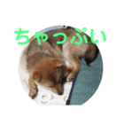 柴犬ネル vol.3（個別スタンプ：28）