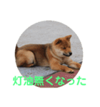 柴犬ネル vol.3（個別スタンプ：31）