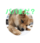 柴犬ネル vol.3（個別スタンプ：33）