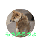 柴犬ネル vol.3（個別スタンプ：39）