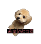 我が家のわんころ2（個別スタンプ：3）