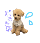 我が家のわんころ2（個別スタンプ：4）