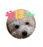 我が家のわんころ2（個別スタンプ：5）