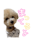 我が家のわんころ2（個別スタンプ：7）