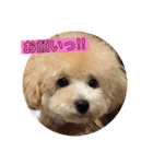 我が家のわんころ2（個別スタンプ：8）