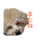 我が家のわんころ2（個別スタンプ：9）