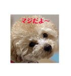 我が家のわんころ2（個別スタンプ：10）