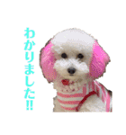 我が家のわんころ2（個別スタンプ：12）