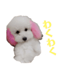 我が家のわんころ2（個別スタンプ：13）