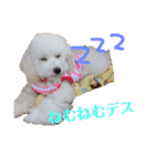 我が家のわんころ2（個別スタンプ：14）