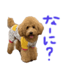 我が家のわんころ2（個別スタンプ：18）