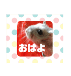 ジャンガリアンのトットとピーナッツ第一弾（個別スタンプ：17）