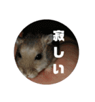 ジャンガリアンのトットとピーナッツ第一弾（個別スタンプ：18）