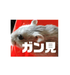 ジャンガリアンのトットとピーナッツ第一弾（個別スタンプ：23）