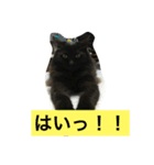 ネコちゃんのおへんじ（個別スタンプ：11）