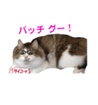 続 ネコが話す 懐かしい流行語＆死語（個別スタンプ：14）