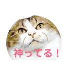 続 ネコが話す 懐かしい流行語＆死語（個別スタンプ：18）