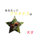 花言葉で日常会話2（個別スタンプ：14）