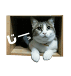 富久ちゃん（個別スタンプ：2）