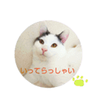 ベビーフェイスな保護猫ハルのスタンプ②（個別スタンプ：1）