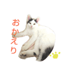 ベビーフェイスな保護猫ハルのスタンプ②（個別スタンプ：2）