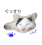 ベビーフェイスな保護猫ハルのスタンプ②（個別スタンプ：3）