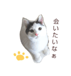 ベビーフェイスな保護猫ハルのスタンプ②（個別スタンプ：4）
