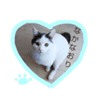 ベビーフェイスな保護猫ハルのスタンプ②（個別スタンプ：5）