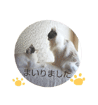 ベビーフェイスな保護猫ハルのスタンプ②（個別スタンプ：6）