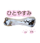 ベビーフェイスな保護猫ハルのスタンプ②（個別スタンプ：7）