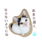 ベビーフェイスな保護猫ハルのスタンプ②（個別スタンプ：9）