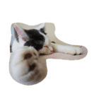 ベビーフェイスな保護猫ハルのスタンプ②（個別スタンプ：10）