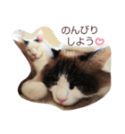 ベビーフェイスな保護猫ハルのスタンプ②（個別スタンプ：12）