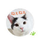 ベビーフェイスな保護猫ハルのスタンプ②（個別スタンプ：13）