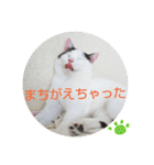 ベビーフェイスな保護猫ハルのスタンプ②（個別スタンプ：14）