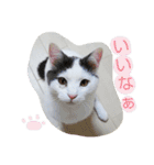 ベビーフェイスな保護猫ハルのスタンプ②（個別スタンプ：16）