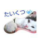 ベビーフェイスな保護猫ハルのスタンプ②（個別スタンプ：17）
