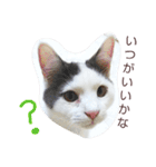 ベビーフェイスな保護猫ハルのスタンプ②（個別スタンプ：19）