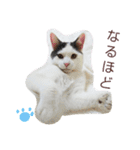 ベビーフェイスな保護猫ハルのスタンプ②（個別スタンプ：20）