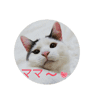ベビーフェイスな保護猫ハルのスタンプ②（個別スタンプ：21）