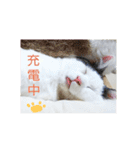 ベビーフェイスな保護猫ハルのスタンプ②（個別スタンプ：22）